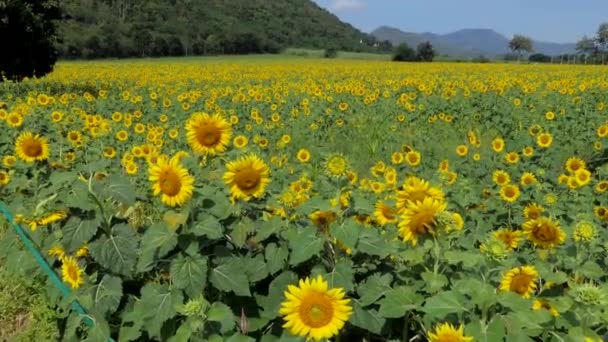 Inclinación Toma Girasoles Que Crecen Campo Industria Agrícola Rural Tailandia — Vídeo de stock