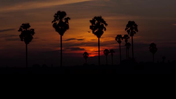 Dolly Shot Van Zonsondergang Palm Bomen Silhouet Platteland Van Thailand — Stockvideo