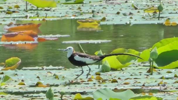 Fasanenschwanzjacana Hydrophasianus Chirurgus Auf Einem Lotusblatt Einem Feuchtgebiet Zentralthailand — Stockvideo