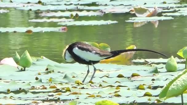 Jacana Cola Faisán Hydrophasianus Chirurgus Sobre Hoja Loto Humedal Centro — Vídeos de Stock