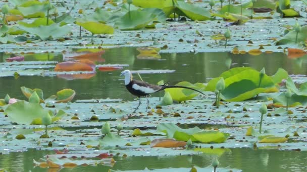 Fazant Tailed Jacana Hydrophasianus Chirurgus Lotus Blad Bij Wetland Midden — Stockvideo