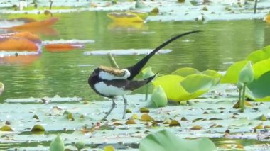 Sülün kuyruklu Jakana (Hydrophasianus chirurgus) üreme sezonu sulak, lotus yaprağı üzerinde.