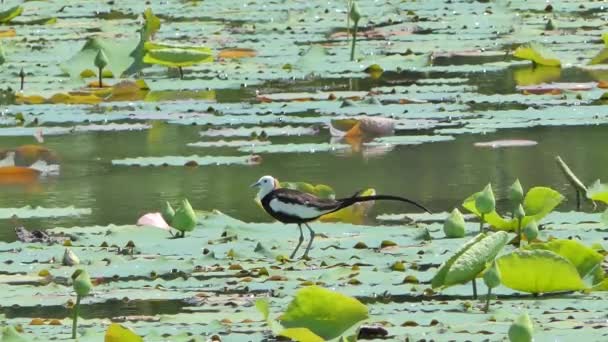 Fazant Tailed Jacana Hydrophasianus Chirurgus Lotus Blad Bij Wetland Het — Stockvideo