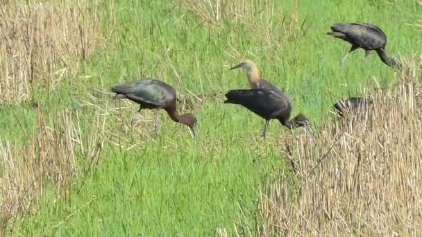 Zwarte Ibis Plegadis Falcinellus Eten Slakken Wetlands Van Centraal Thailand — Stockvideo