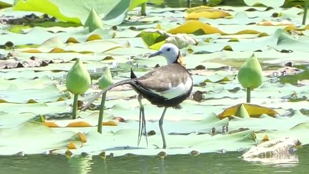 Fazant Tailed Jacana Hydrophasianus Chirurgus Lotus Blad Bij Wetland Het — Stockvideo