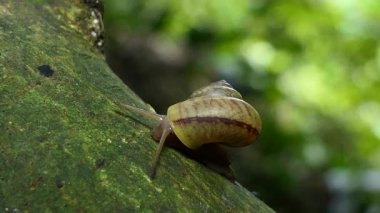 Salyangoz (Sarika salyangoz) dalı tropikal yağmur ormanlarında.