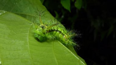 Tropikal yağmur ormanlarında yapraklarda Caterpillar (Parasa lepida) ısırgan. Kürk zehirlidir.