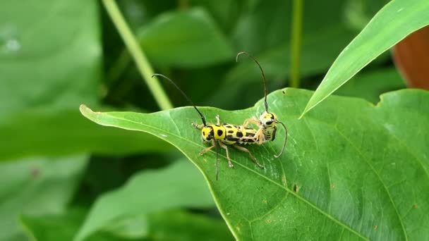 Besouro Longhorn Preto Amarelo Aristobia Approximator Está Reproduzindo Folha Floresta — Vídeo de Stock