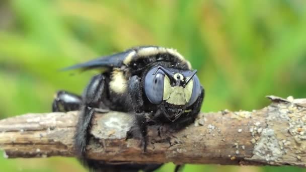 Zwarte Bumble Bee Xylocopa Latipes Tak Tropisch Regenwoud — Stockvideo
