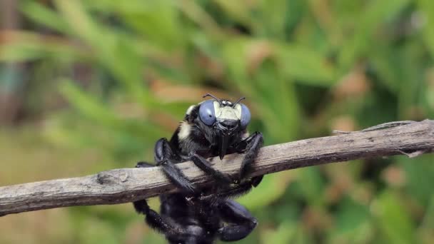 Dolly Schot Van Zwarte Bumble Bee Xylocopa Latipes Tak Tropisch — Stockvideo