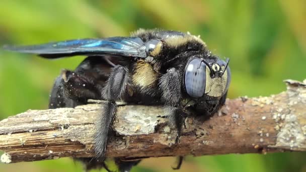 Bourdon Noir Xylocopa Latipes Sur Branche Dans Forêt Tropicale Humide — Video