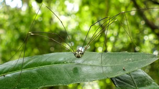 Harvestmen Sclerosomatida Leaves Tropical Rain Forest — Stock Video