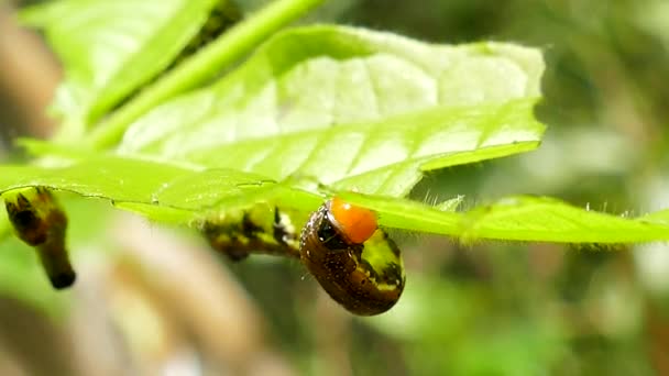 Tropikal Yağmur Ormanlarında Isırgan Caterpillar Üzerinde Bırakır — Stok video