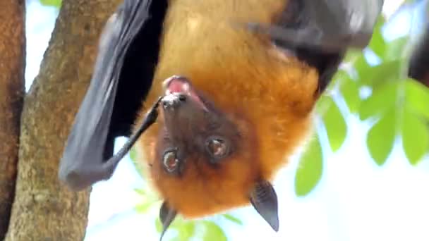 Lyles Flughund Pteropus Lylei Auf Einem Baum Tropischen Regenwald — Stockvideo