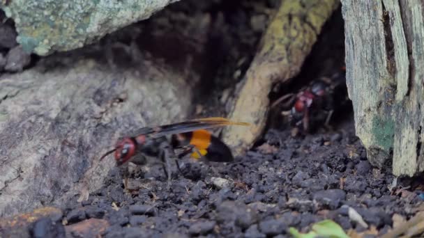 Hornet Vespa Tropica Häckar Marken Tropisk Regnskog — Stockvideo