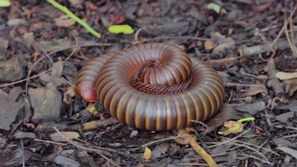 Millepiedi Arricciati Proteggere Dai Predatori Nella Foresta Pluviale Tropicale — Video Stock