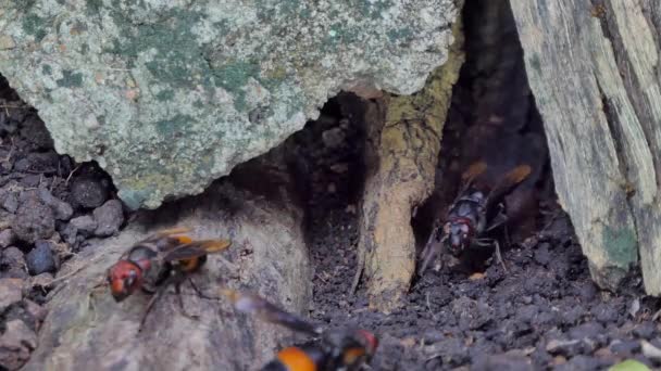 大黄蜂 大黄蜂 Tropica 热带雨林地下筑巢 — 图库视频影像