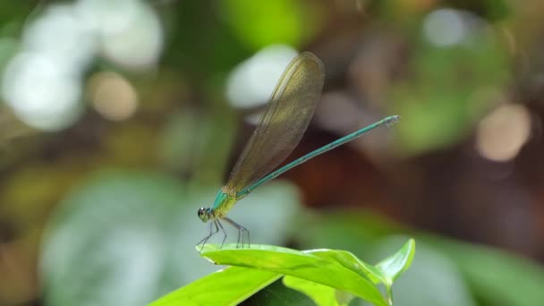 Μπλε Dragonfly Στην Φύλλα Τροπικό Δάσος Της Βροχής — Αρχείο Βίντεο