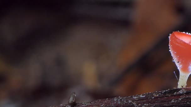 Champignon Coupe Rouge Sur Bois Dans Forêt Tropicale — Video
