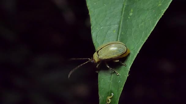 黄色のカブトムシは 熱帯雨林の葉の上にアンテナを振ってください — ストック動画