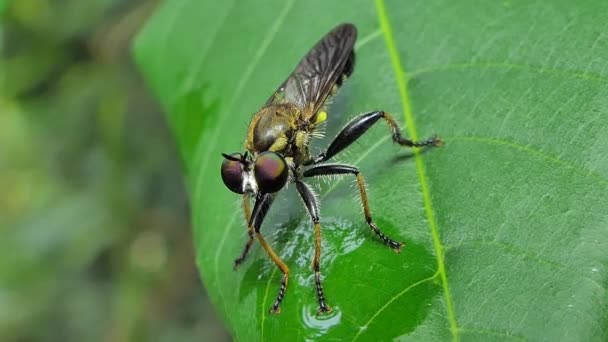 Розбійник Fly Asilidae Листя Тропічних Дощових Лісів — стокове відео