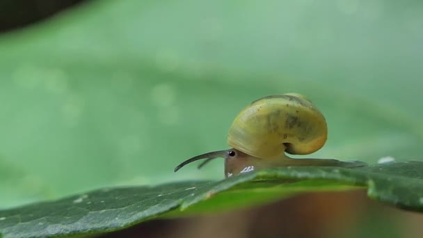 Caracol Caracol Sarika Estava Rastejando Folha Floresta Tropical — Vídeo de Stock