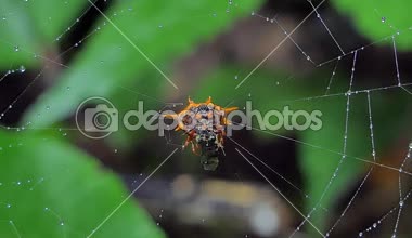 Örümcekler böcek örümcek ağı ve tropikal yağmur ormanlarında yeme yakalamak.