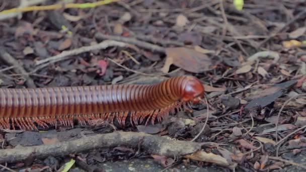 Milípede Desmoxytes Purpurosea Está Caminhando Floresta Tropical — Vídeo de Stock