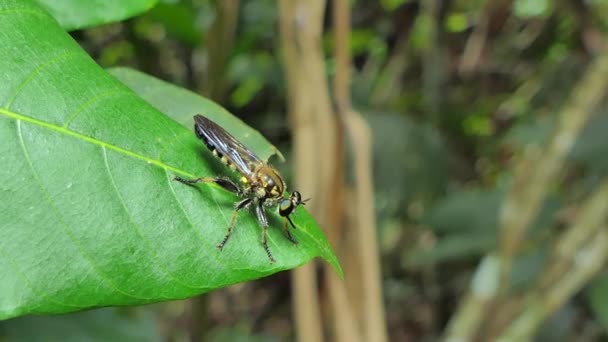 Ληστής Μύγα Asilidae Φύλλα Τροπικό Δάσος Της Βροχής — Αρχείο Βίντεο