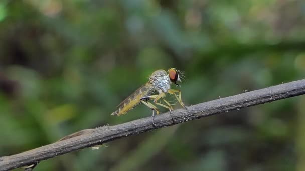 Rånare Flyga Asilidae Gren Tropisk Regnskog — Stockvideo