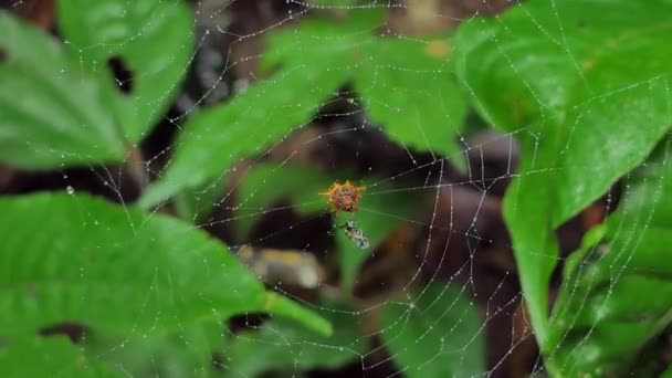 Spindlar Fånga Insekter Spindelnät Och Äter Tropisk Regnskog — Stockvideo