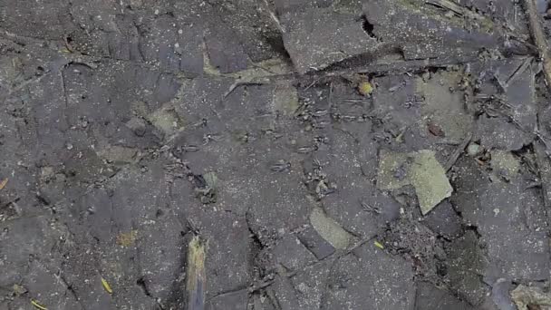 Scharen Von Termiten Finden Nahrung Bevor Der Regen Tropischen Regenwald — Stockvideo