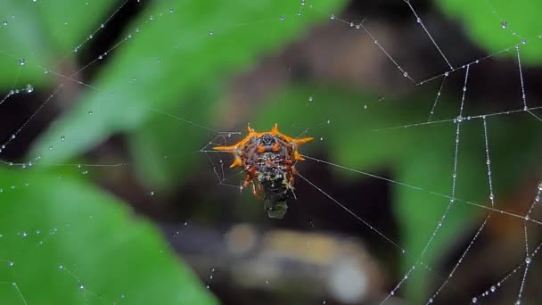 Las Arañas Están Atrapando Insectos Telaraña Comiendo Selva Tropical — Vídeos de Stock