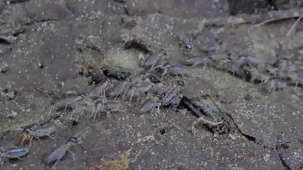 在热带雨林的降雨降临之前 一群白蚁正在寻找食物 雨季的动物行为 — 图库视频影像