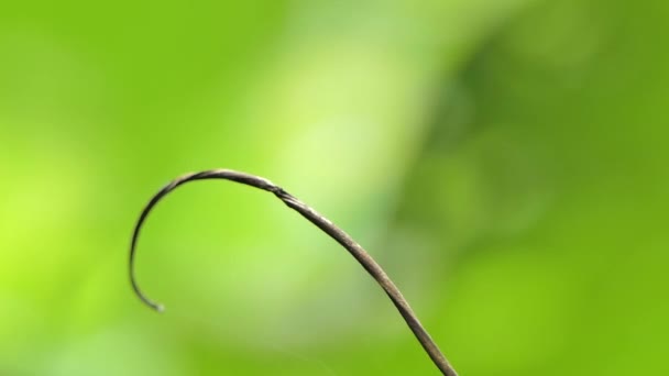 熱帯雨林の枝にスズメバチの巣 ハチ目 — ストック動画