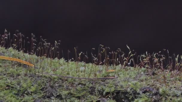 Dolly Shot Mosses Division Bryophyta Pequeña Creciendo Lugares Húmedos Sombreados — Vídeos de Stock