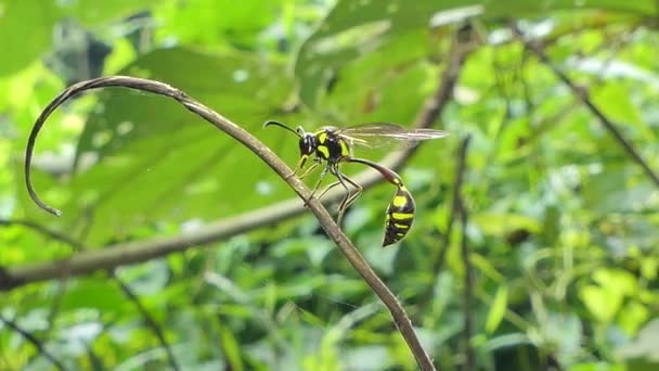 熱帯雨林の枝にスズメバチの巣 ハチ目 — ストック動画
