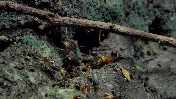 Crowd Termites Macrotermes Ground Tropical Rain Forest — Stock Video