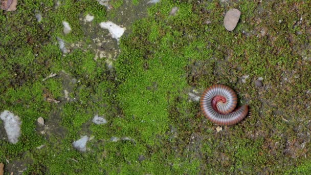 Gray Millipede Walking Ground Tropical Rain Forest — Stock Video