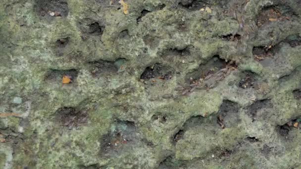 Schar Von Termiten Makrotermen Auf Dem Boden Tropischen Regenwald — Stockvideo