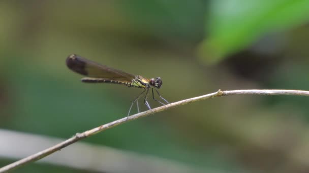 Braune Libelle Auf Ast Tropischen Regenwald — Stockvideo