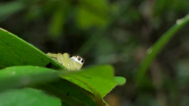 Sarı atlama örümcek (Salticidae) tropikal yağmur ormanlarında yapraklarda. 
