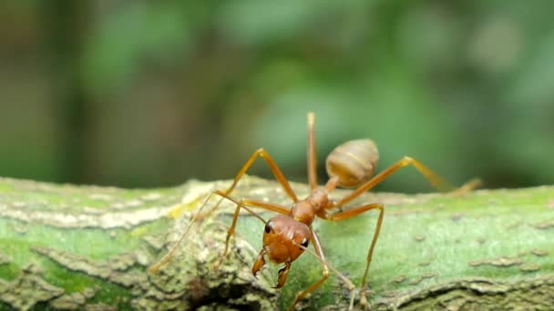 红色蚂蚁 Oecophylla Smaragdina 在热带雨林的分支 — 图库视频影像