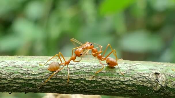 Formiga Vermelha Oecophylla Smaragdina Fabricius Ramo Floresta Tropical — Vídeo de Stock