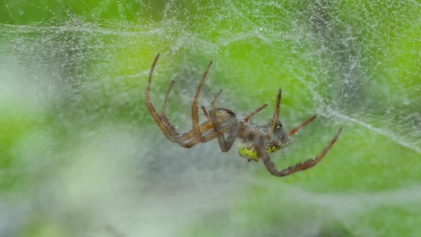 Araignée Sur Toile Dans Forêt Tropicale Humide — Video