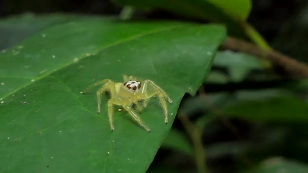 Gele Springen Spider Springspinnen Bladeren Het Tropisch Regenwoud — Stockvideo