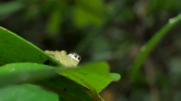 熱帯雨林の葉の黄色ジャンピング スパイダー ハエトリグモ科 — ストック動画