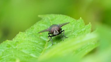 Tropikal yağmur ormanlarında yapraklarda sinek. Doğa arka plan.