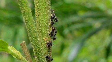 Siyah karınca (Paratrechina longicornis) yaprak bitleri (Brown Planthopper) dışarı alanı dalı tropikal yağmur ormanlarında takip çalışın. 