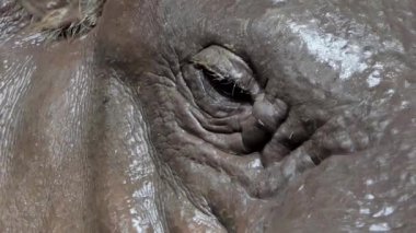 Pigme doğa nehirde yüzme su aygırı (Choeropsis liberiensis).